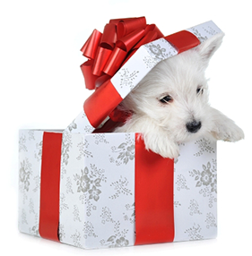 puppy-in-christmas-gift-box
