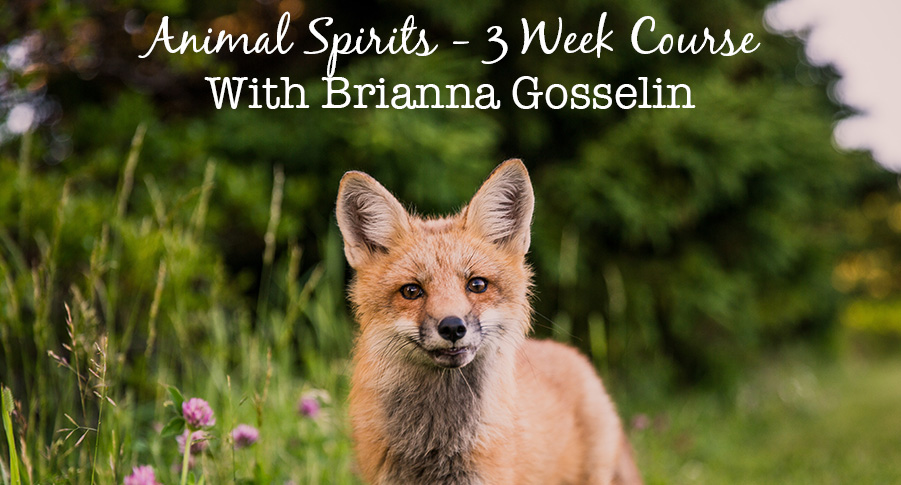 Animalspiritscourse